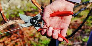the best garden pruners reviews by