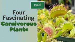 four fascinating carnivorous plants you