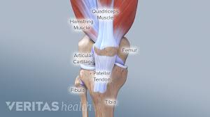 When you stand or walk, all the weight of your upper body rests on them. Knee Anatomy