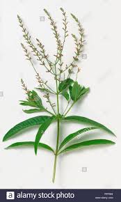4.5 out of 5 stars 74. Images Of Lemon Verbena Alousia Trifolia Growing Lemon Verbena Plants General Planting Growing Tips Growing Lemon Verbena Includes A Detailed Plant Profile For This Perennial Herb Cold Hardiness And Tips