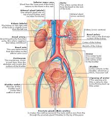This picture shows you a visual representation of english term or phrase: Diagram In Pictures Database Abdominal Quadrants And Organs Diagram Just Download Or Read Organs Diagram Online Casalamm Edu Mx