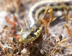 Unlike most of their brethren they are not poisonous and are quite harmless on their own; Hinterland Who S Who Western Garter Snake