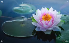 Download and share awesome cool background hd mobile phone wallpapers. Lotus Flower Hd Wallpapers New Tab Theme