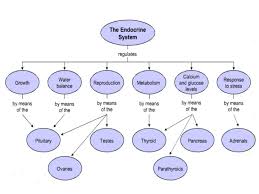 Endocrine System Flow Chart Related Keywords Suggestions