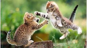 Attack Kitten