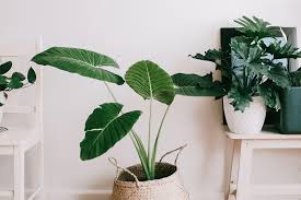 longest living house plants how to