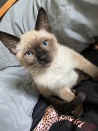 Available siamese kittens by rosebud's siamese cattery, a small in home breeder located in fort wayne indiana. Ztmsvkapl92fgm