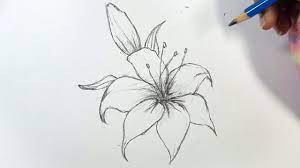 how to draw a lily flower step by step