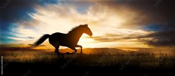 free horse run at sunset stock