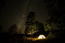forest night stars night sky nature