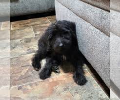 We take pride in raising happy, healthy, biddable giant schnoodle puppies for approved forever families. View Ad Schnoodle Giant Litter Of Puppies For Sale Near North Carolina Henderson Usa Adn 225220