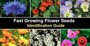 18 fast growing flower seeds with