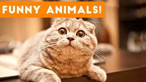 See more ideas about funny animal pictures, funny animals, animal pictures. Top 100 Funny Pets On Vine Cute Animal Videos 2017 Youtube