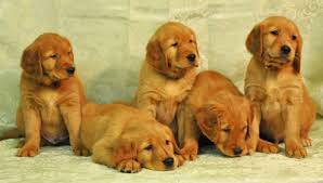 Developed in the 1860's, this breed is still one of the most popular breeds to have as a family pet. Golden Retriever Puppies For Sale In Va Petswall