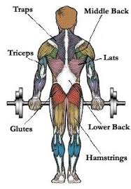 Map Of Muscles Pick Exercises For Different Muscle Groups