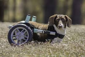 dog wheelchairs wheelchairs for dogs
