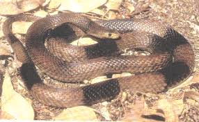 Australias Venomous Snakes The Modern Myth