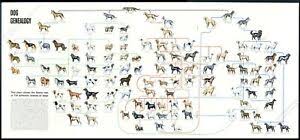 Details About 1949 Dog Genealogy History Family Tree 114 Breeds Vintage Poster Print Article