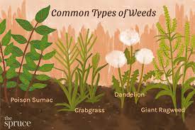 35 common weeds in lawns and gardens