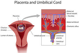 11 Causes Of Blood Clots In Placenta During Pregnancy