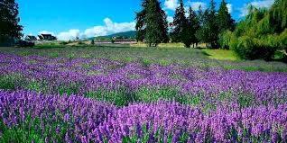 what-is-the-lavender-festival-in-sequim