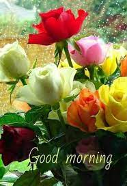 Stunning image of good morning. Good Morning Rose Flower For My Wife