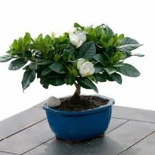 Fragrant Gardenia Bonsai Mother S Day