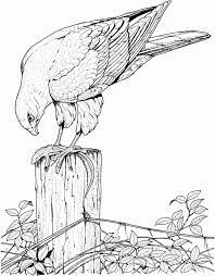 We did not find results for: Realistic Bird Coloring Pages For Adults Enjoy Coloring 291148 Bird Coloring Pages Animal Coloring Pages Bird Coloring