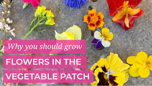 Grow Flowers In Your Vegetable Garden