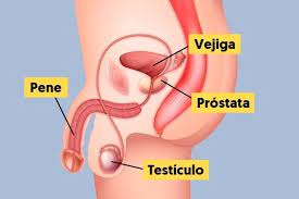 cáncer de próstata síntomas causas y