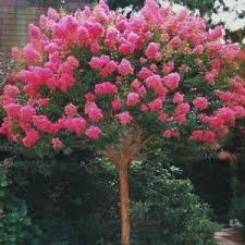 Find this and more at flowerglossary.com. Get To Know The Best Flowering Trees In Australia Jimsmowing Com Au