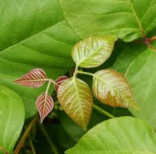 Identify The Plant The Poison Ivy Poison Oak Poison