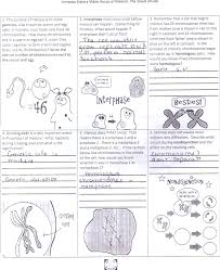 Phenotype hh 1.homozygous dominant 2.with hair 3.hh 4.homozygous recessive hairless 5. Amoeba Sisters Mitosis Worksheet Printable Worksheets And Activities For Teachers Parents Tutors And Homeschool Families