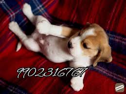 Find beagle puppies and breeders in your area and helpful beagle information. Very Most Quality Beagle Puppies For Sale In Bangalore Bangalore Zamroo