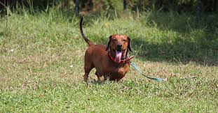 dachshund rescue how to adopt a dog