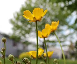 Maybe you would like to learn more about one of these? Life On A Canadian Island Wildflowers Common Buttercups Wild Flowers Wildflower Garden Plants