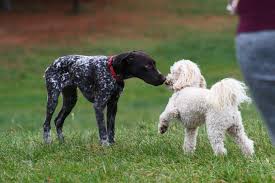 german shorthaired pointer poodle mix