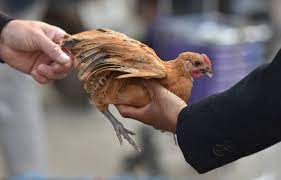 First human case of H3N8 avian flu ...