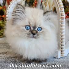 doll face persian kittens
