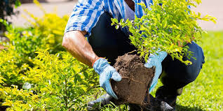 When To Plant Trees And Shrubs