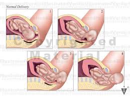 stock pregnancy delivery normal