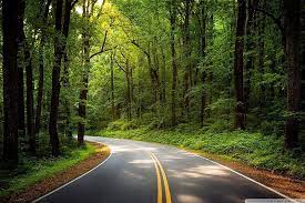 green forest trees road hd wallpaper