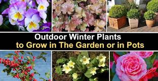 Outdoor Winter Plants To Grow In The