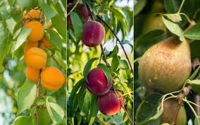 10 fastest growing fruit trees for your