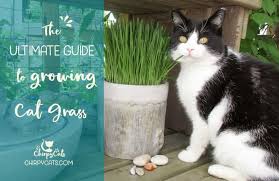 Allow your cat to eat directly from the container. The Ultimate Guide To Growing Cat Grass 2021