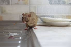 What Rats Really Want Plunkett S Pest