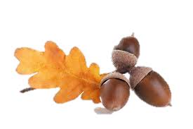 Image result for acorn clipart