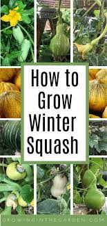 How long does it take to grow squash? How To Grow Winter Squash 9 Tips For Growing Winter Squash Growing In The Garden