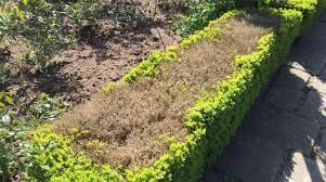 Dealing With Box Blight Box Hedge