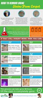 how to remove urine stains from carpet